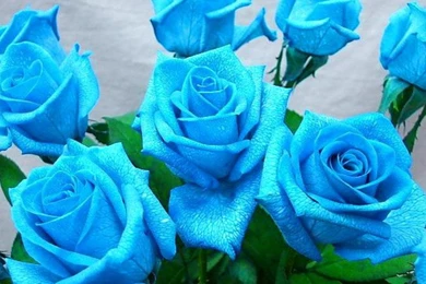 Blue Roses Wallpapers