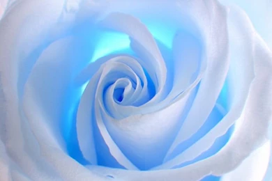 Blue And White Wall Mural Wallpapers