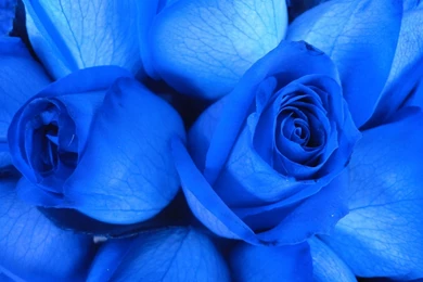 Blue Rose Desktop Wallpapers