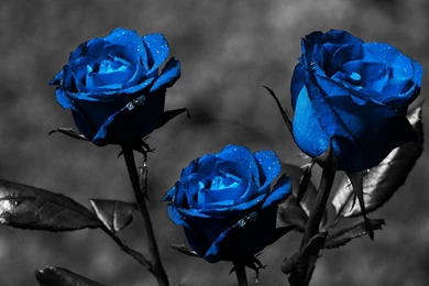 Blue Roses   (