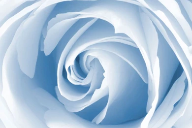 Light Blue Roses Wallpapers   Crazy Frankenstein
