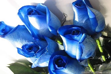 5164) Blue Rose Wallpapers Ideas   WalOps.com