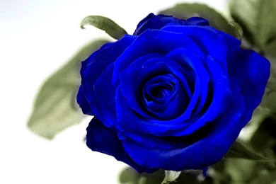Blue Rose Desktop Wallpapers & Beautiful Roses Pictures