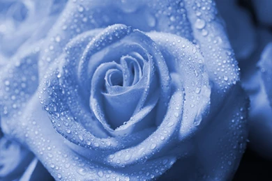 Wet drops blue rose hd wallpaper.jpg