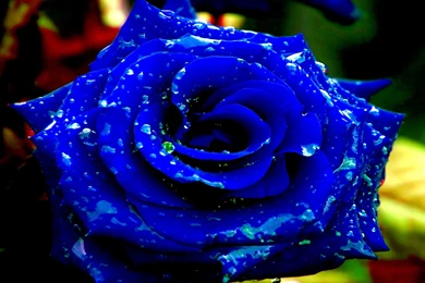 5107) Blue Rose High Definition Wallpapers   WalOps.com