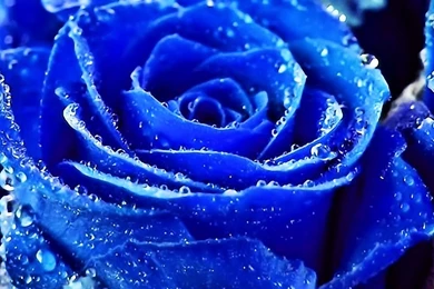 Blue Rose Wallpapers   All Wallpapers New
