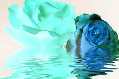 Blue Rose Daydreaming Wallpapers (17666463) Fanpop
