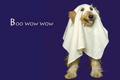 Halloween HD Holiday And Celebration Wallpapers