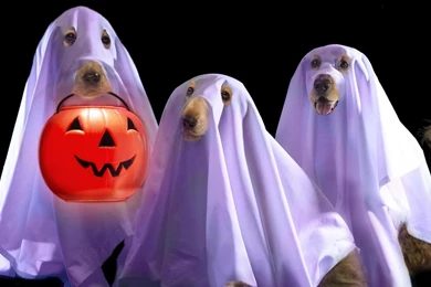 Happy Halloween Wallpapers