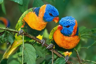 Birds animals wallpaper [5]