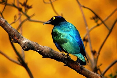 Blue Bird Wallpapers And Images   Wallpapers, Pictures, Photos