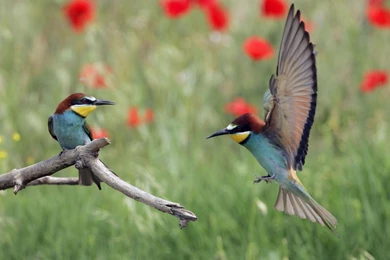 Pictures Of Animals And Birds   Wallpapers HD Fine