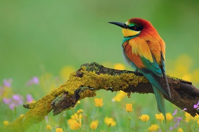 Colorful Birds Wallpaperflowers Colorful Bird Wallpapers Series 1 ...