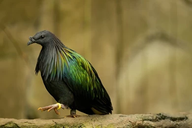 Wallpapers Animals Birds Bird Images Animal HD Wallpapers 1920×1080 ...