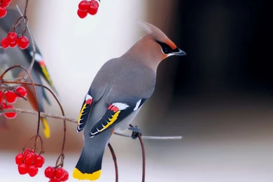 Animals & Birds Wallpapers Free Download