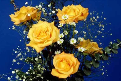 20 Beautiful Yellow Rose Flowers