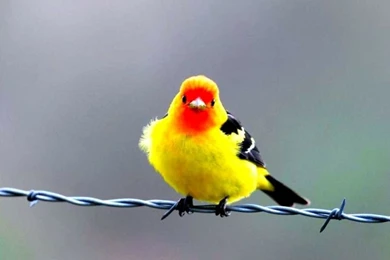 Animals & Birds Wallpapers