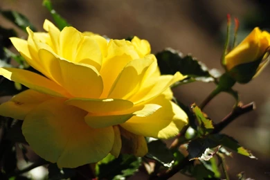 Beautiful Yellow Rose Blossom Wallpapers And Images   Wallpapers ...