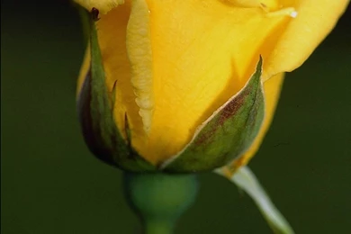 Yellow Rose Flower Wallpapers   Wallpapers Cave