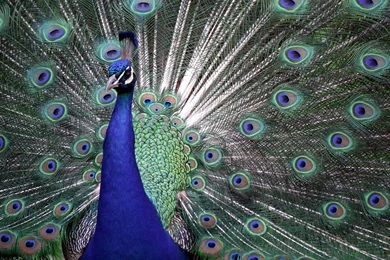 Wallpapers Birds Peacocks Animals Image