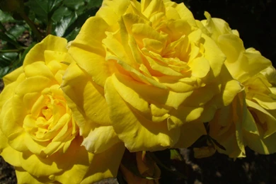 Rose Flowers Wallpaper: Yellow Roses Wallpapers