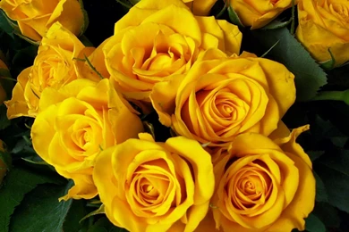 Download Wallpapers 2560x1600 Roses, Flower, Yellow, Bright ...