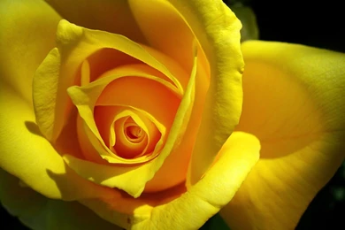 Rose Flowers Wallpaper: Yellow Roses Wallpapers