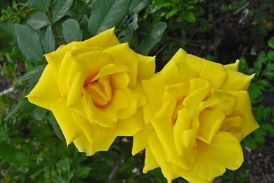 Beautiful Rose Flowers Images And Wallpapers Download