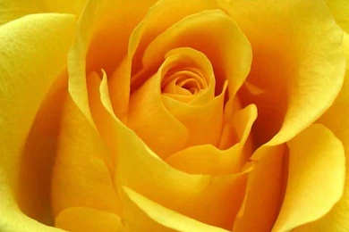 Free Desktop Backgrounds Wallpapers: Most Beautiful Yellow Colour ...