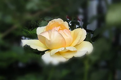 Yellow_rose_wallpaper_1280x800_2626.jpg