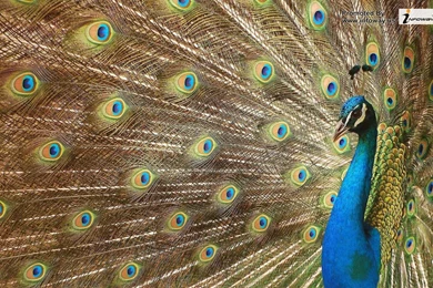 Amazing Animal HD   Photo 363 Of 395