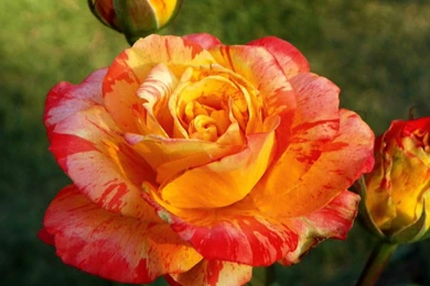 Yellow Roses Wallpapers HD (21)