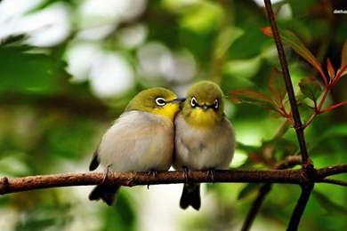 Cute Birds On A Branch Wallpapers   Animal Wallpapers