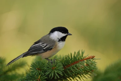 Download Chickadee Perch Wallpapers Birds Animals Wallpapers ...