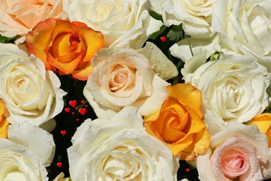 Beautiful color roses dsc06168 ws.jpg