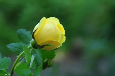 5344) Yellow Rose Beautiful Wallpapers   WalOps.com