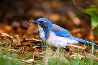 Animals, Birds Wallpapers HD