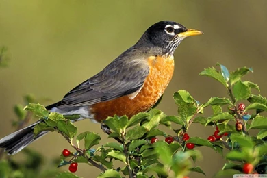 Animals & Birds Wallpapers In High Resolution   HD Wallpapers ...