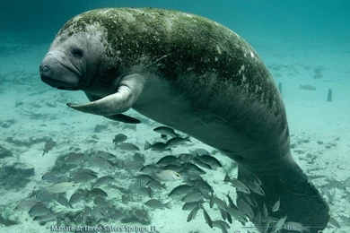 Wallpapers The Conservation Fund Page 4