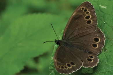 Nature Conservation 39 Desktop Wallpapers   Hivewallpaper.com