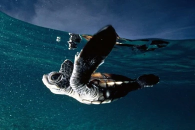 Nature Conservation 1 Free Wallpapers   Hivewallpaper.com