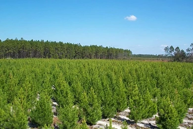 Nature Conservation 36 Desktop Backgrounds   Hivewallpaper.com