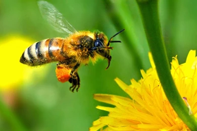 Pollinating Our Future – ECOLIFE Conservation Blog