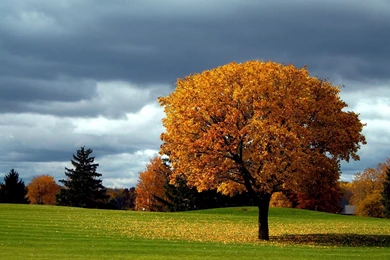 1920x1200 Autumn Tree Backgrounds Wallpapers