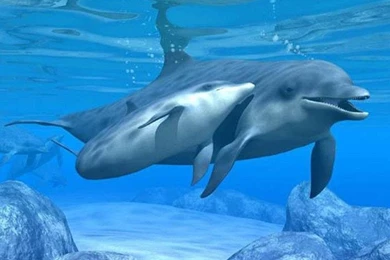 Gallery For   Cute Pink Dolphins Wallpapers