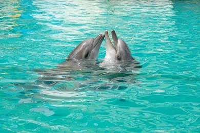 Cute Dolphins Animal Wallpapers Iphone