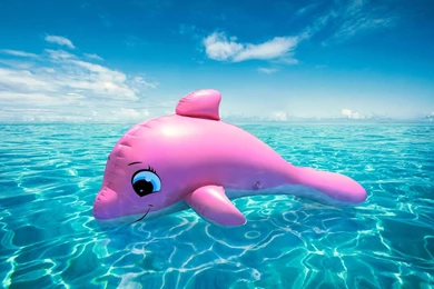 Gallery For   Cute Pink Dolphins Wallpapers