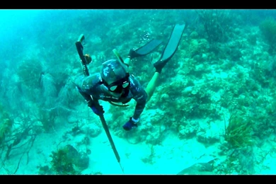 Spearfishing Archives   The Nomad Trip