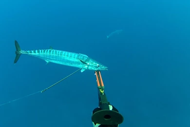 Maui Spear Fishing Guides And Information