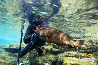 Wallpapers : Medfish Magazine